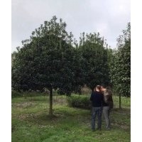 南京湯泉有才苗圃大量供應雪松