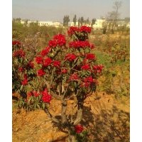 出售滇樸，黃連木，清香木，馬櫻花，皂角