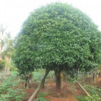 出售各種規(guī)格的《桂花》。