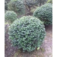 四川地區(qū)出售10-20的桂花