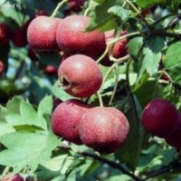 毛桃樹(shù) 山桃樹(shù) 山楂樹(shù)