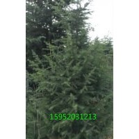 2015最新雪松報價，南京1米雪松價格