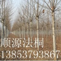 法桐.白蠟.國(guó)槐.18公分法桐.8公分白蠟