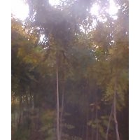 低價(jià)出售3公分北京欒樹(shù)