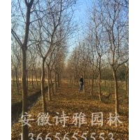 安徽肥西出售烏桕樹，低價(jià)出售2-20公分精品烏桕