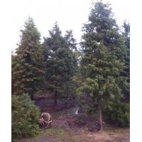 供應(yīng)落羽杉，櫸樹，黃山欒樹