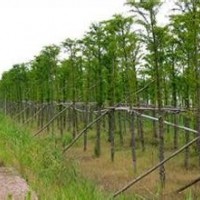 9公分中山杉 9公分中山杉 9公分中山杉