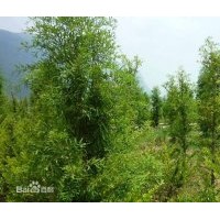 便宜的中山杉 便宜的中山杉 便宜的中山杉