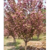 供應(yīng)3、4、5、6、7、8、9、10、12、15、20cm櫻花