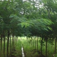 合歡綠化供應(yīng)