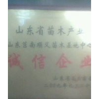 臨沂大杯黑松苗