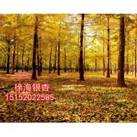 2016年銀杏樹價(jià)格