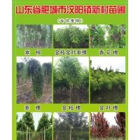 自家苗木，長期供應(yīng)大規(guī)格垂柳，老式國槐，金枝槐等