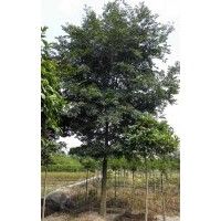 供應(yīng)精品樸樹