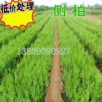 側(cè)柏，粗放管理，荒山造林側(cè)柏苗扁柏高龍柏量大優(yōu)惠 側(cè)柏，