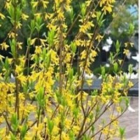 供應(yīng)一年連翹苗 二年連翹苗