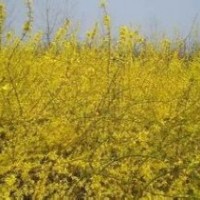 供應(yīng):迎春，連翹，衛(wèi)矛，常青藤