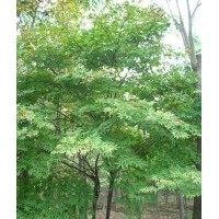 供應(yīng)牛筋樹，五角楓 刺槐