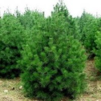 供應(yīng)營養(yǎng)杯袋白皮松,油松