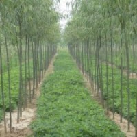 大量供應苗木：碧玉楊、法桐、白蠟、國槐等