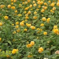 河北棣棠，河北紅瑞木，棣棠價(jià)格，紅瑞木基地，棣棠基地