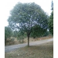 供應(yīng)直徑8、10、12、15、18、20、22公分桂花樹苗