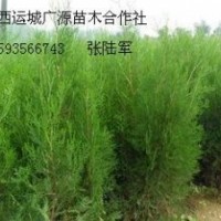 1.5-2米側(cè)柏大量出售