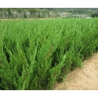 大量龍柏工程苗銷售