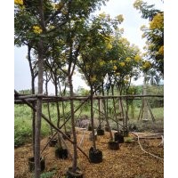 黃槐供應(yīng)商