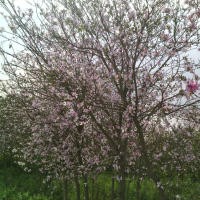 大量供應(yīng) 宮粉紫荊花 紅花紫荊花 黃槐 紅花夾竹桃 藍(lán)花楹 柳樹(shù)