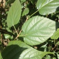 豆腐樹苗的【培育方法和技術(shù)】