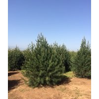 藍田優(yōu)質(zhì)白皮松直銷