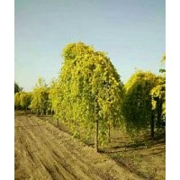 綠化苗木！國(guó)槐！3到30公分,法桐！3到20公分,白蠟8-----18公分