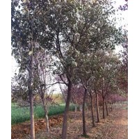 供應(yīng)大葉女貞