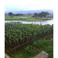 8－9公分香樟袋苗1500株出售