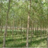 山東法桐15公分價格