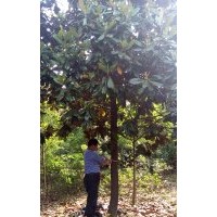 各種規(guī)格廣玉蘭