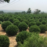 山東招遠(yuǎn)綠化苗木基地