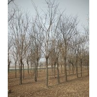 山東菏澤國槐價(jià)格