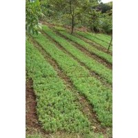 大量出售；華山松、水杉等……幼苗