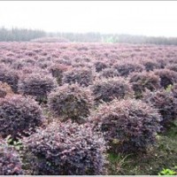 紅花繼木球價(jià)格行情，常綠灌木