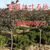 基地苗木 高龍柏球主桿60-80球60-80.高桿高桿紅葉石楠球