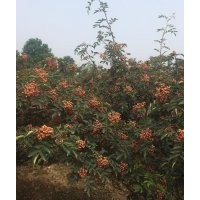 韓城市哪里有獅子頭花椒苗？