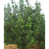 大量供應(yīng)各種規(guī)格羅漢松，羅漢松小苗，羅漢松球