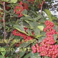 花椒苗價格、花椒苗大量低價批發(fā)