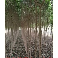 今年6公分大葉女貞報(bào)價(jià) 5-6公分大葉女貞報(bào)價(jià)