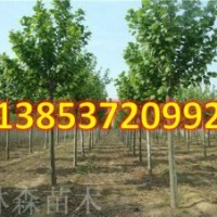 12公分法桐1-24公分