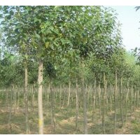 2014年大葉女貞價格 高桿女貞價格調(diào)整