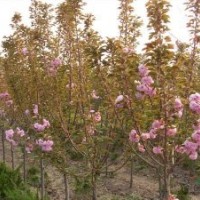 別名仙櫻花 福島櫻 青膚櫻 荊挑 山櫻花 恨島櫻 櫻花報(bào)價(jià)