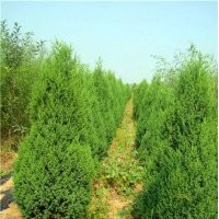 秦皇島望都塔儈塔柏清地處理